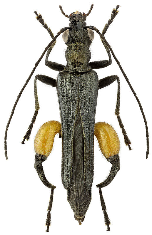 Oedemera rufofemorata Germ.