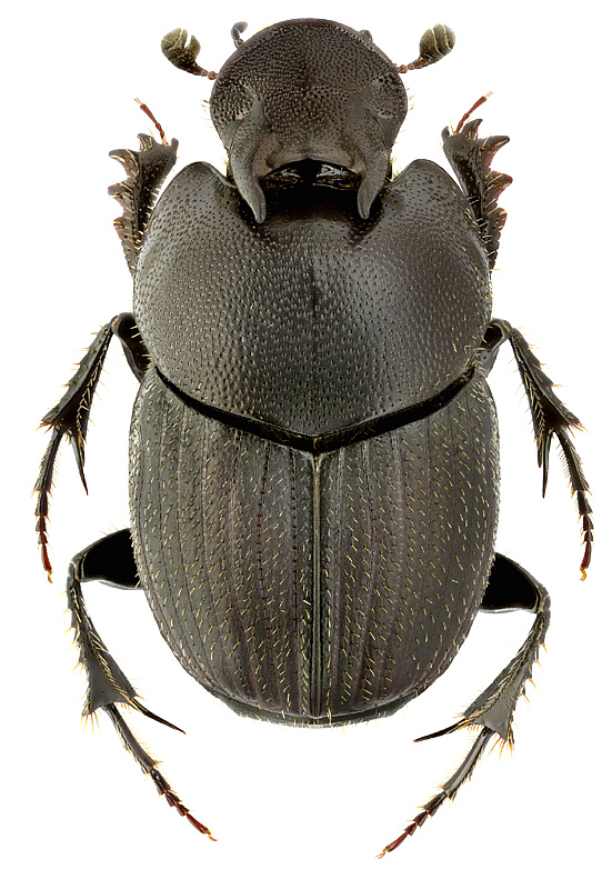 Onthophagus bivertex Heyd.