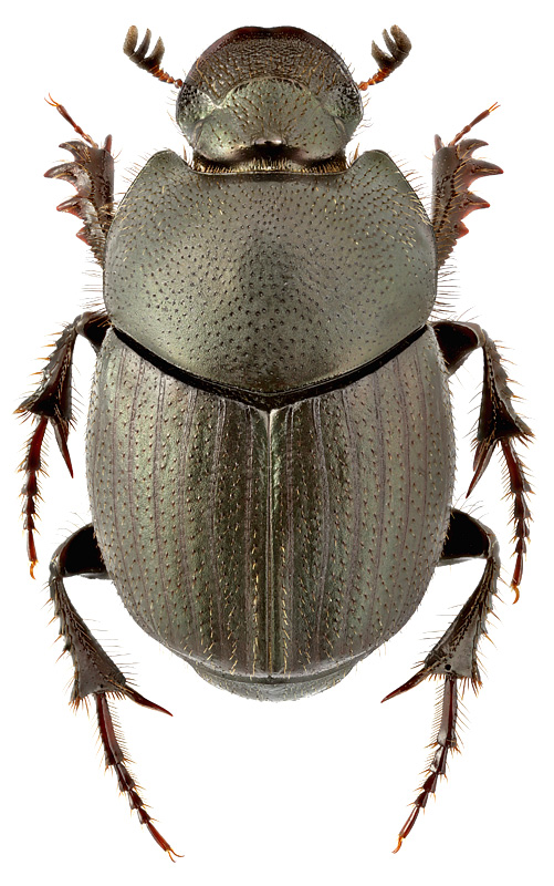 Onthophagus sibiricus Harold