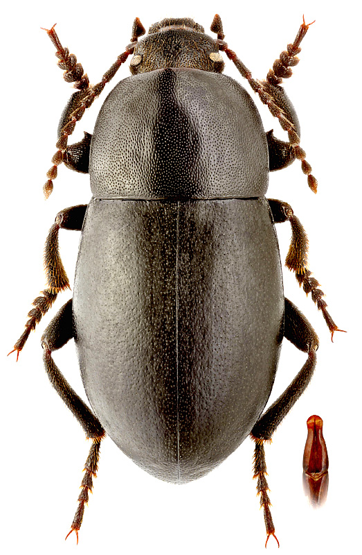 Oodescelis (Longuloodescelis) songariensis Kaszab