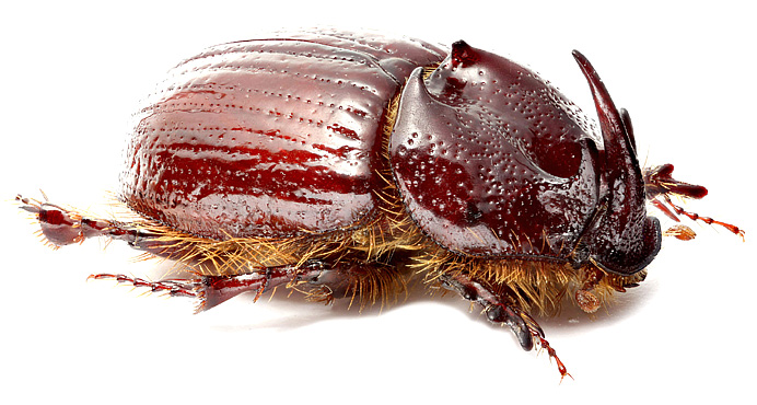 Parallidiostoma tricornum Ocampo et Colby, 2009