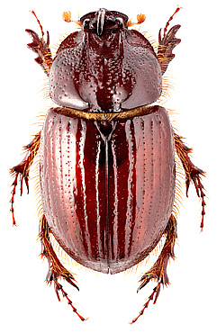 Parallidiostoma tricornum Ocampo et Colby, 2009