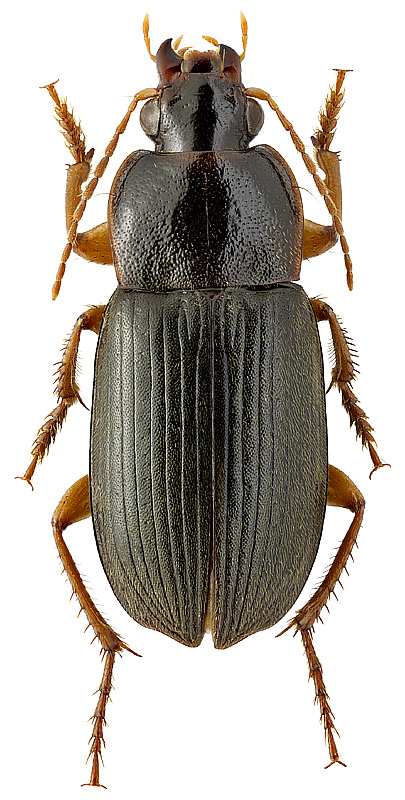 Parophonus (Ophonomimus) hirsutulus (Dejean, 1829)