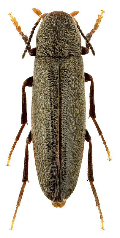 Phloiotrya obscura Lewis