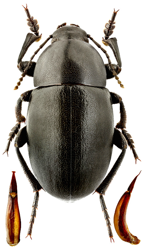 Platyscelis rugifrons (F.-W.)