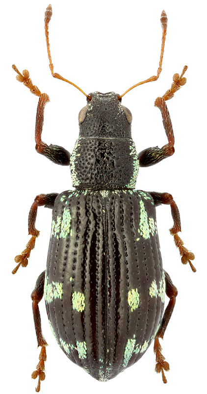 Polydrusus picus (F., 1792)