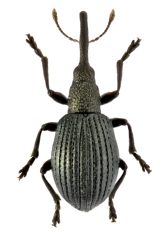 Protapion filirostre (Kirby, 1808)