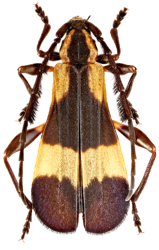 Pteroplatus gracilis Buquet, 1840