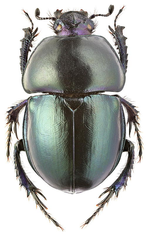Trypocopris fausti Rtt.