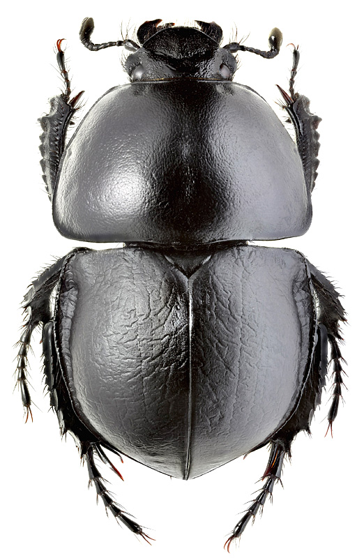 Trypocopris inermis (Menetries)