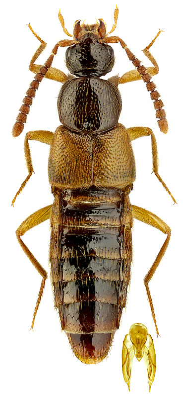 Zyras sibiricus Bernhauer