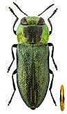 Buprestidae: Anthaxia discicollis Gory et Laporte, 1839