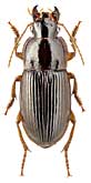 Carabidae: Harpalus xanthopus xanthopus Gemm. et Har.
