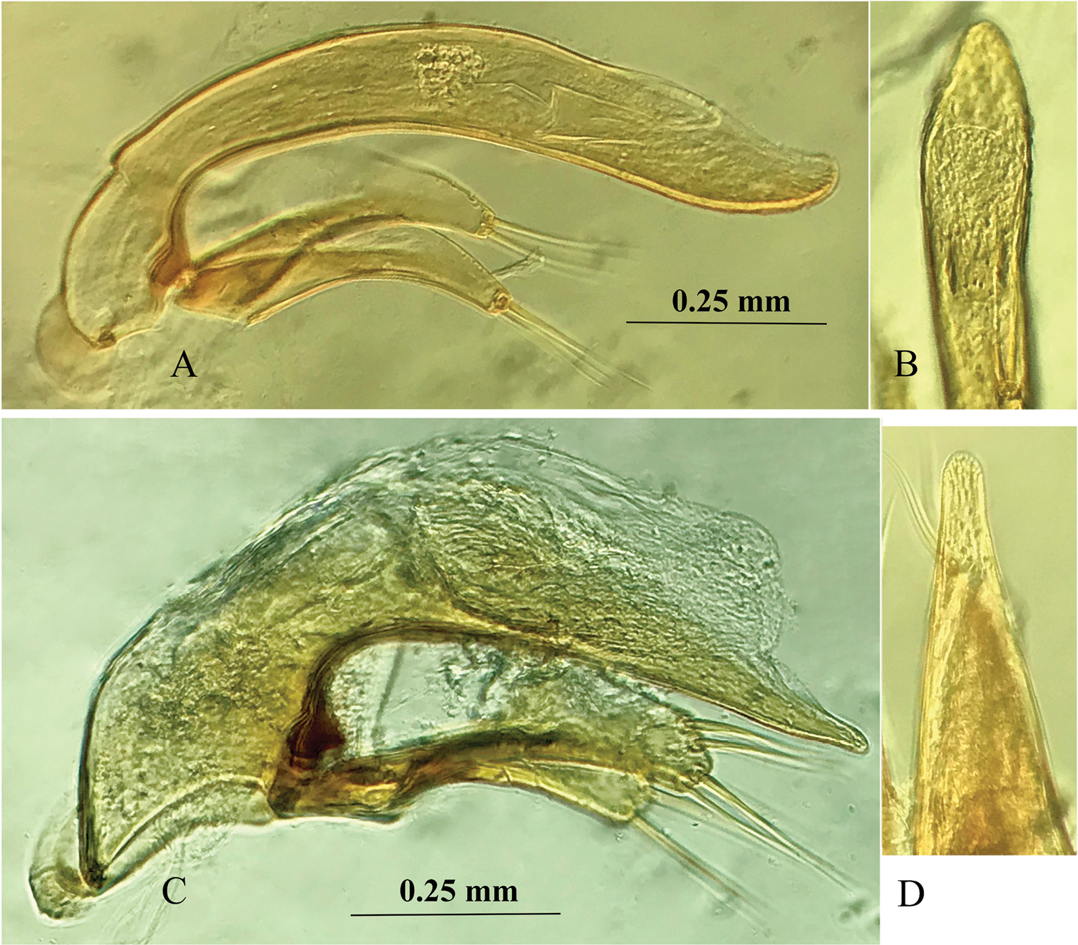 J. Fang, W. Li et al. 2020. New cavernicolous ground beetles from Anhui ...