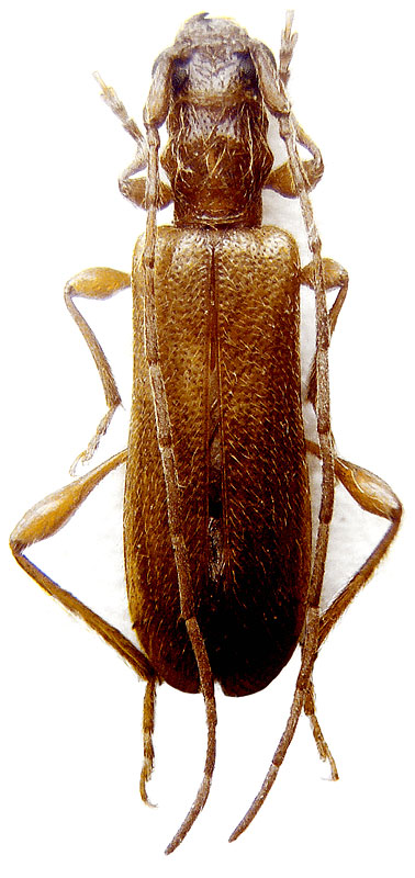 Obrium brunneum