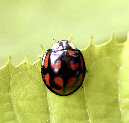 Aiolocaria hexaspilota (Hope, 1831)