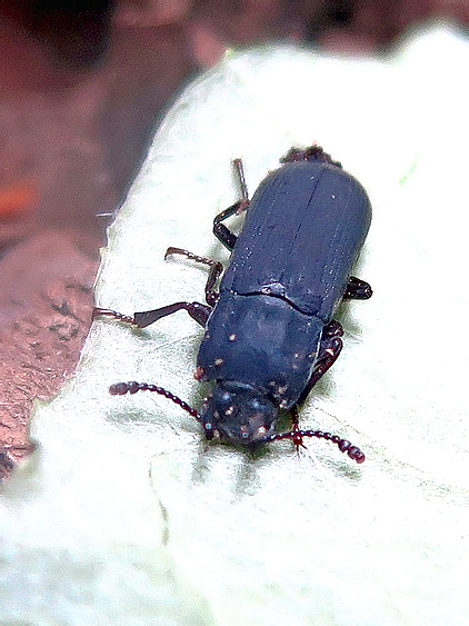 Cryphaeus amurensis (Heyden, 1884)