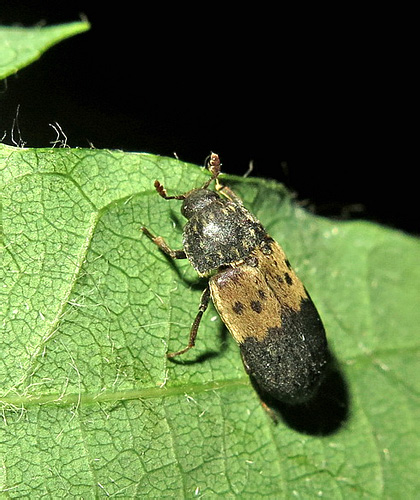 Dermestes lardarius Linnaeus, 1758