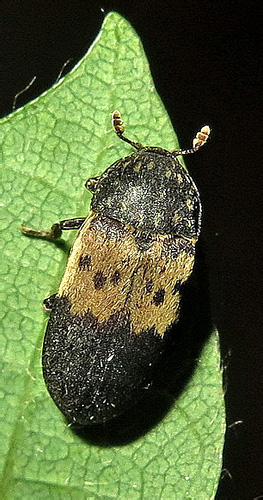 Dermestes lardarius Linnaeus, 1758