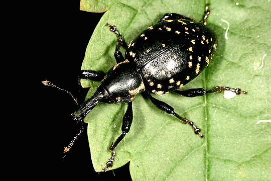 Liparus glabrirostris Küster, 1849