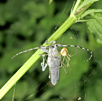 Saperda (s. str.) similis (Laicharting, 1784)