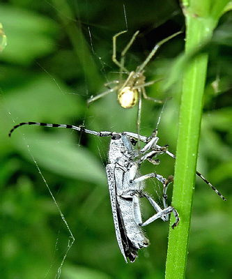 Saperda (s. str.) similis (Laicharting, 1784)