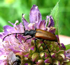 Stictoleptura maculicornis (De Geer, 1775)