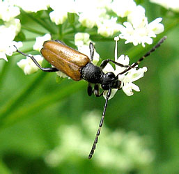 Stictoleptura maculicornis (De Geer, 1775)