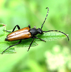 Stictoleptura maculicornis (De Geer, 1775)