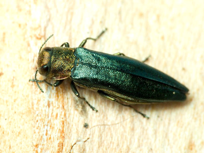 Agrilus viridis viridis (Linnaeus, 1758)