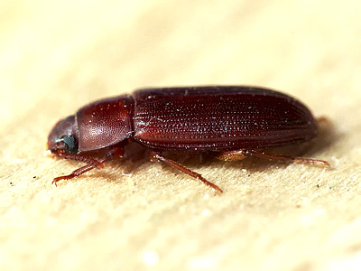 Cynaeus angustus (LeConte, 1851)