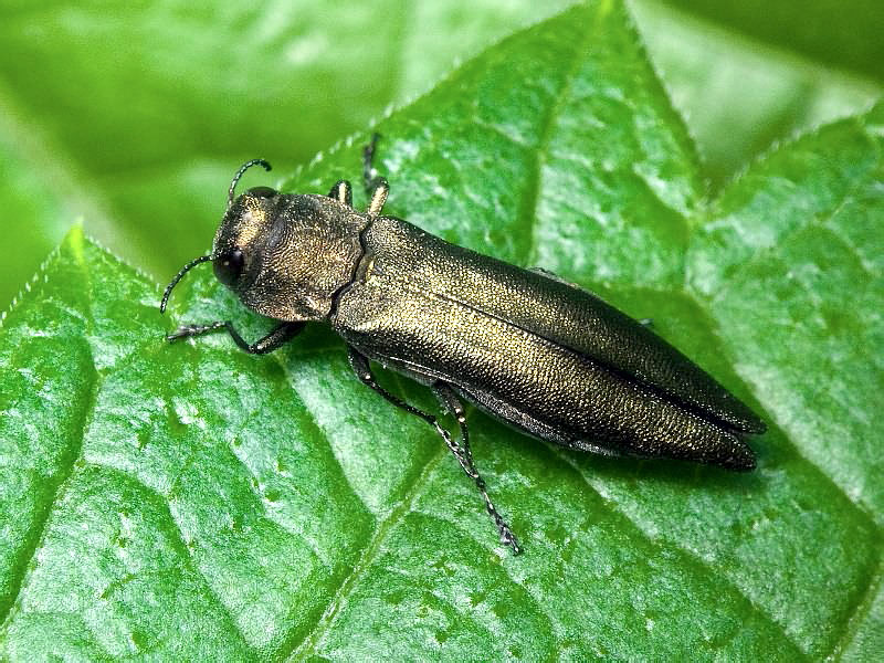 Agrilus suvorovi Obenberger, 1935