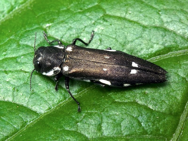 Agrilus ater (Linnaeus, 1767)
