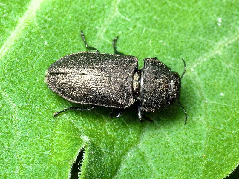 Anthaxia godeti Gory et Laporte, 1839 (male)