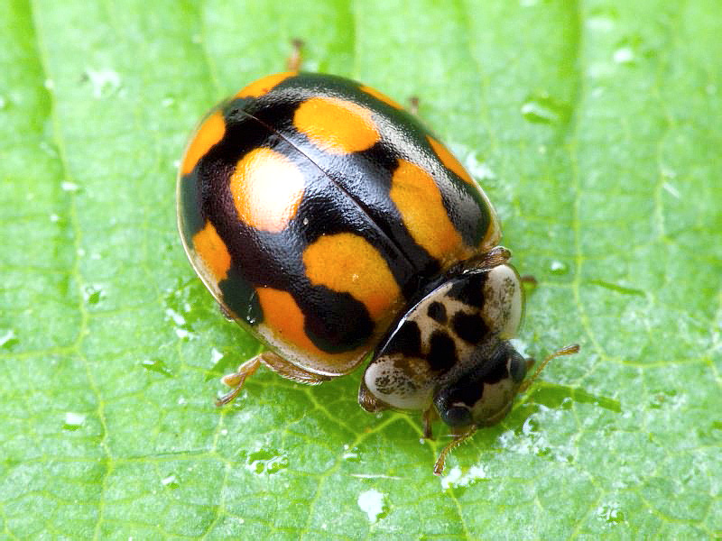 Adalia decempunctata (Linnaeus, 1758)