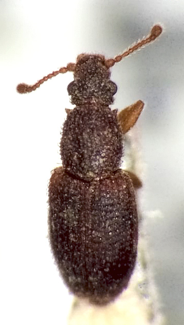 Monotoma spinicollis Aubé, 1837