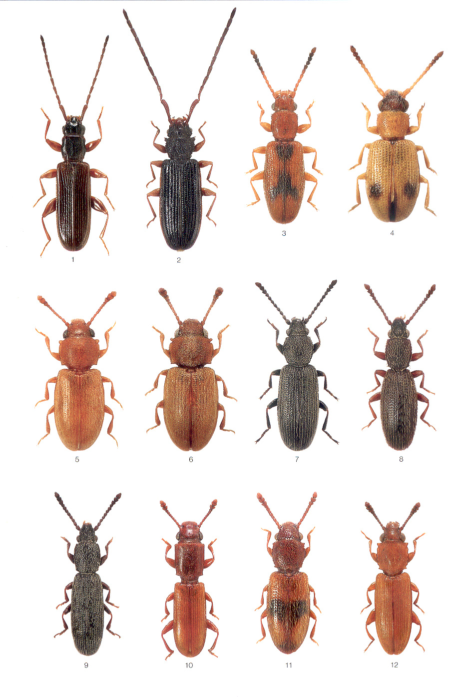 Какие насекомые живут в крупах фото с названиями