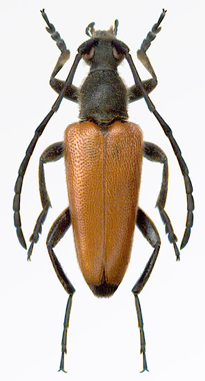 Stictoleptura (Paracorymbia) pallidipennis - male