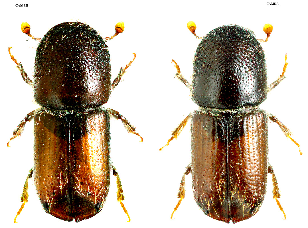 Ips acuminatus Gyllenhal, 1827
