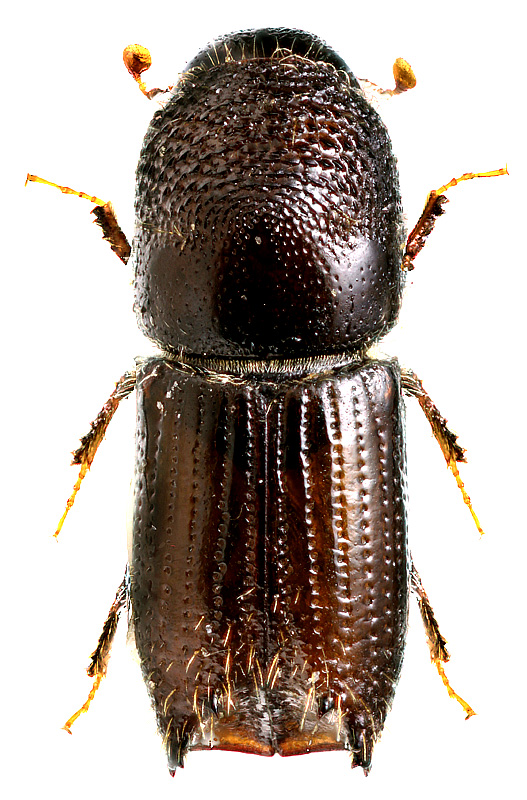 Orthotomicus mannsfeldi (Wachtl, 1880)