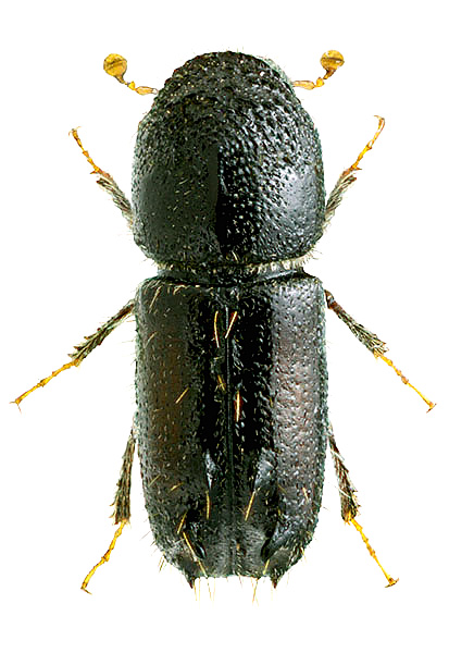 Pityogenes spessivtsevi Lebedev, 1926<br> 