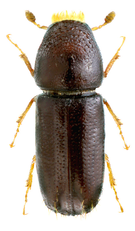 Pityophthorus kirgisicus Pyatnitskiy, 1931<br> 