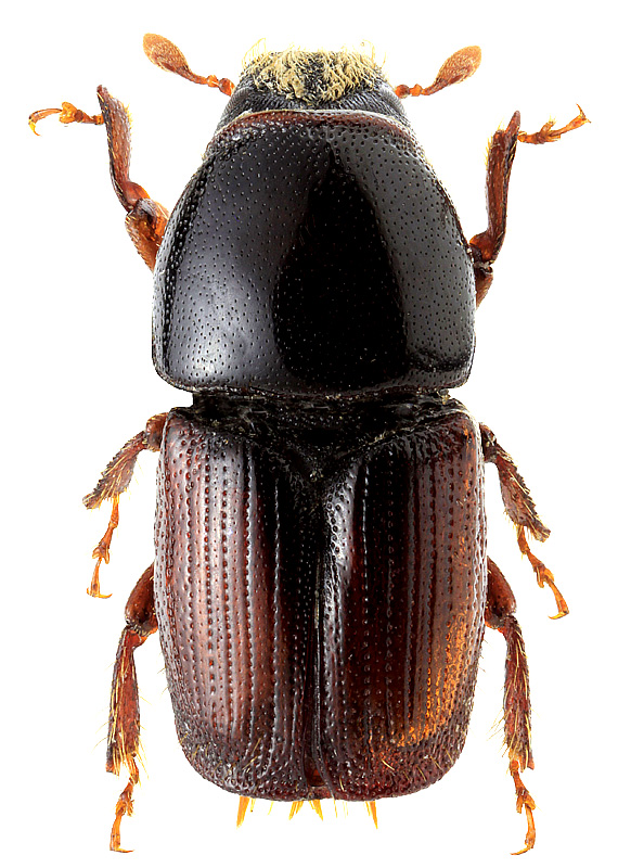 Scolytus sulcifrons Rey, 1892