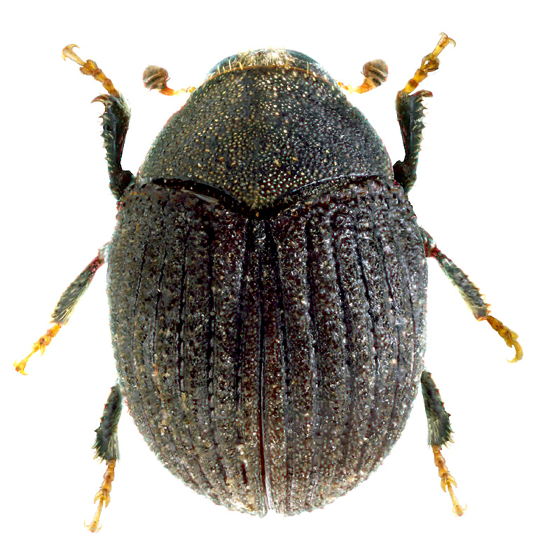 Sphaerotrypes juglansis Krivolutskaya, 1970