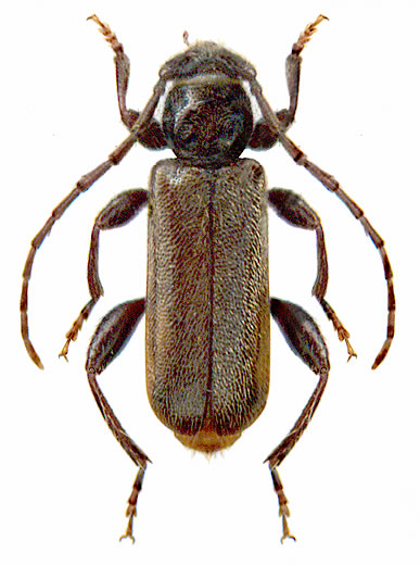 Phymatodes pusillus