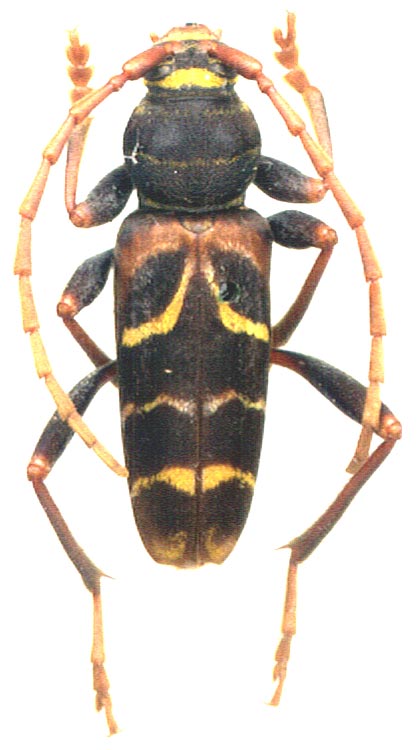  Plagionotus pulcher 