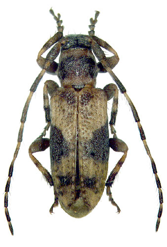 Pogonocherus inermicollis 
