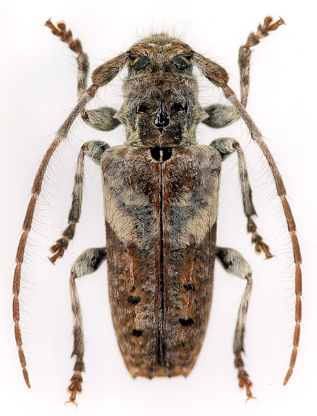 Pogonocherus perroudi