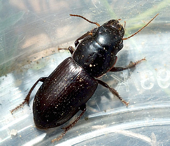 Acinopus laevigatus