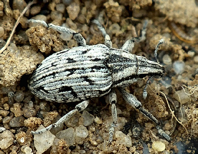 Pleurocleonus quadrivittatus (Zoubkoff, 1829)